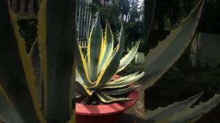 plants agaves agaveplant [upl. by Nivled]