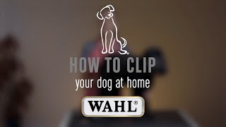 How to Clip Your Dog 🐶 At Home with the WAHL KM2 Clipper [upl. by Arual]