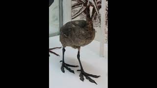 Fulica newtonii Mascarene Coot [upl. by Bannister]