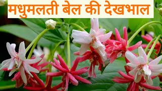 All About Madhumalti  Rangoon Creeper Plant ☘️ [upl. by Wobniar]