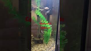 Convict cichlids 2 month old [upl. by Aelam391]