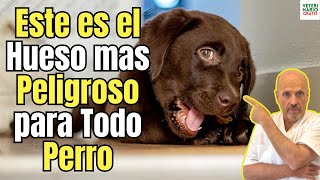 🆘 ESTE ES EL HUESO MAS PELIGROSO PARA LOS PERROS 🆘 OJO Y ES DE POLLO [upl. by Ribaudo]