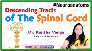 Descending Tracts of The Spinal Cord  Neuroanatomy [upl. by Ihtraa]