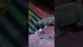 no hay papel 😖💩 pug vanessa sanitario papel correr [upl. by Alley]