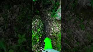 Tree bashing on the klx110 klx110l kawasaki pitbike [upl. by Leeann]