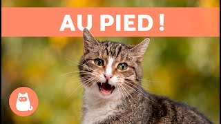 Miaulements pour ATTIRER LES CHATS 🐱🔊 Bruits pour que votre chat VIENNE [upl. by Yreneh]