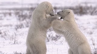 Polar Bears Of The Canadian Arctic SD [upl. by Rockafellow]