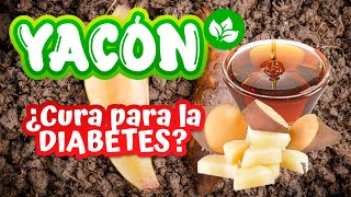 Beneficios del YACÓN en la OBESIDAD Y DIABETES [upl. by Lehcin578]