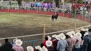 toros mata caballos toro el tachidito de rancho laguna seca vs los elegidos de Morelos [upl. by Ettennaej]