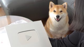 My Shiba Inu Smiles at Silver Play Button [upl. by Toile]