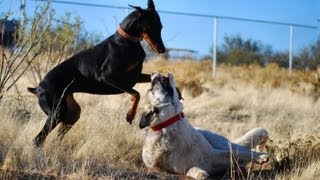 Doberman takes on Kangal  Two breeds playing hard [upl. by Errecart]