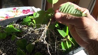 Propagating Poinsettias for the Holidays Part 2 [upl. by Kariv898]