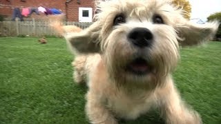 Dandie Dinmont Terriers  Bests of Breed [upl. by Nilorac60]