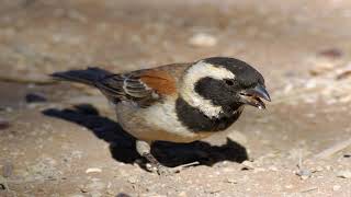 Italian Sparrow  Passer italiae  Passero italiano [upl. by Ennaeilsel]