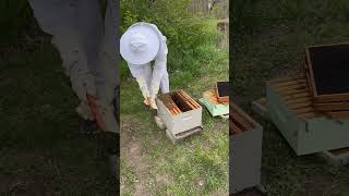 asmr bee bees food life oddlysatisfying satisfying explore share wildlife nature reels [upl. by Kinchen]