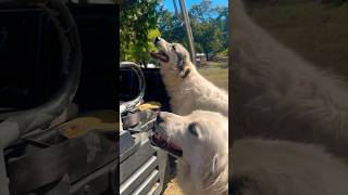 Daylights Burnin 🌝workingdogs greatpyrenees labradorretriever [upl. by Lleynod]