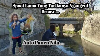 Mancing Ikan Nila Babon Di Sungai  Tarikanya bikin Nagih Brooh [upl. by Anitsyrk]