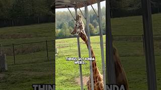 😂😂OMG… WHAT is the Giraffe 🦒 DOING⁉️🤣🤣 funnyanimals [upl. by Kelbee]