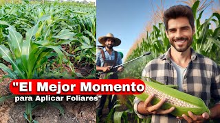 🌽 ¿Cuándo hay que aplicar FOLIARES en MAÍZ [upl. by Lekar]