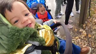 Trick or Treating at the Calgary Zoo  Halloween at the Zoo  ZooBoo  Baby trick or treating [upl. by Hamlani]