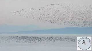 So many migratory birds incredible to watch  hundreds of thousands [upl. by Oker]