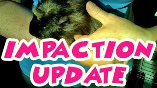 Guinea pig stuff Impaction Recovery  how to help your guinea pig [upl. by Nalra]