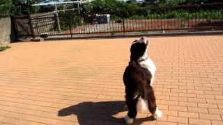 English springer spaniel howling to siren [upl. by Aileahcim]