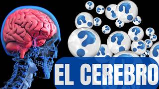 EL CEREBRO y sus PARTES  Todo lo que necesitas saber [upl. by Yarak]