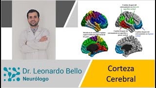 Corteza cerebral anatomía y función de forma fácil y rapido [upl. by Reames565]