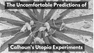 The Uncomfortable Predictions of Calhouns Utopia Experiments [upl. by Eyde]