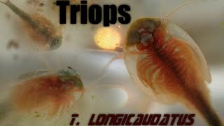 Triops Birth Life and Death  Hatching T longicaudatus [upl. by Claudianus]