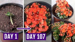 See How to Grow amp Care for Kalanchoe Plant Perfectly [upl. by Gabbie]