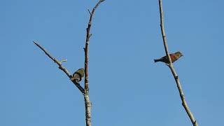 Red crossbill [upl. by Irene]