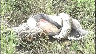 Wild act of python Python molurus swallows a monkey whole [upl. by Gilson894]