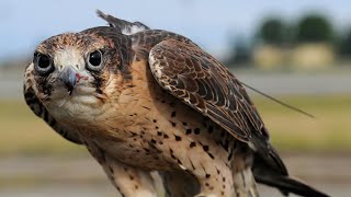 What is the name of the equipment used to protect a falconer’s hand [upl. by Naujit]