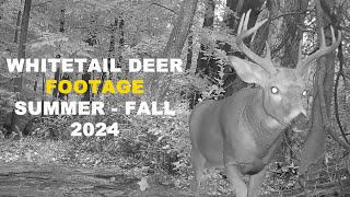 Whitetail Deer Footage Summer  Fall 2024 [upl. by Corbin656]