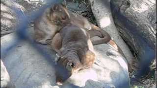 Fossa couple dozeまどろむフォッサの夫婦。 [upl. by Porte]