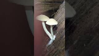 Two beautiful Psathyrella mushrooms fungi mushroom [upl. by Anilorak]