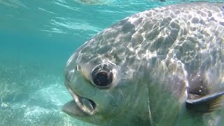 Fishing for Permit in Belize [upl. by Ponce]