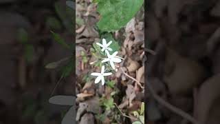 Flowers of Pseuderanthemum malabaricum [upl. by Mckay]