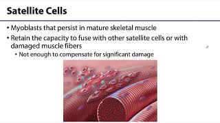 MSK Skeletal Muscle Tissue  Formation of Skeletal Muscle Fibers [upl. by Corwun811]