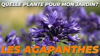 LES AGAPANTHES ou FLEUR DE LAMOUR  Quelle Plante Pour Mon Jardin [upl. by Reggis]