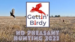 ND Pheasant Hunting 2023 limits 3 days [upl. by Radie]