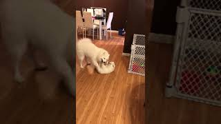 Samoyed Mom Gives her puppy a Discipline Lecture [upl. by Onfroi]