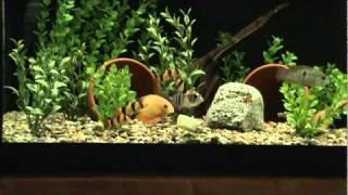 Clown Loaches eating zucchini [upl. by Nosrac]