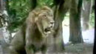 Asiatic Lion chasing Male Tiger [upl. by Anirba]