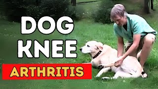 Dog Knee Arthritis 5 Natural Solutions [upl. by Nosde]