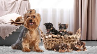 Sweet Mom Yorkie Terrier Dog Giving Birth To 10 Cute Puppies [upl. by Aneen]