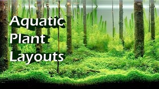 Top 10 Beautiful Aquatic Plant Layouts in Aquariums [upl. by Riabuz]