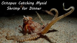 ShortArm Sand Octopus Feeding on Mysid Shrimp at Night [upl. by Notnroht]